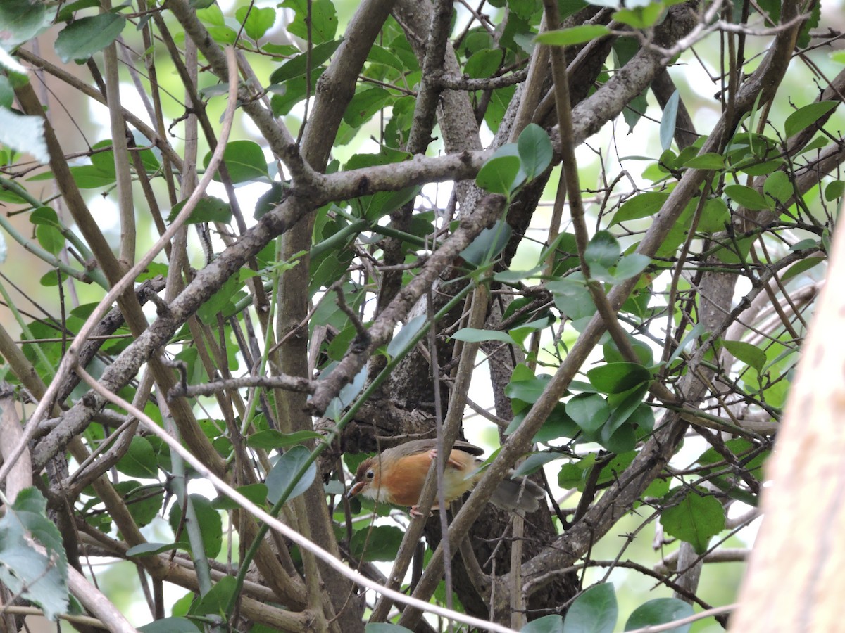 Tawny-bellied Babbler - ML536460721