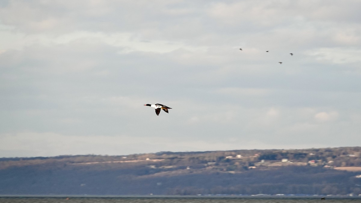 Common Merganser - ML536461221