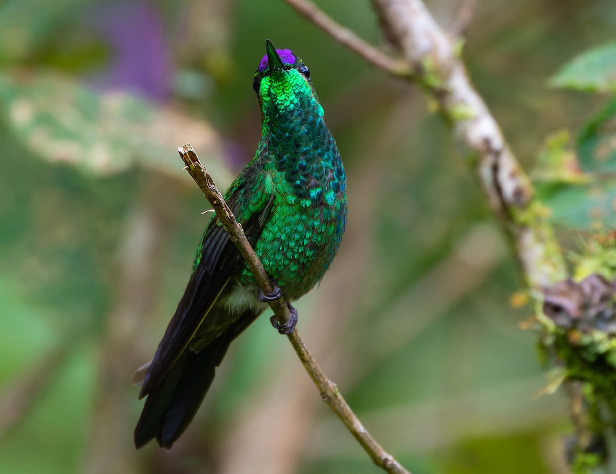 Violet-fronted Brilliant - Anonymous