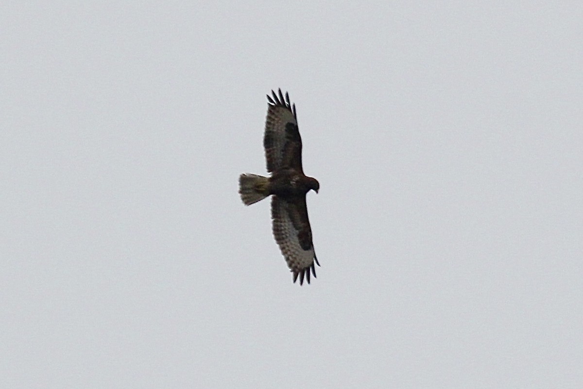 Common Buzzard - ML536462541