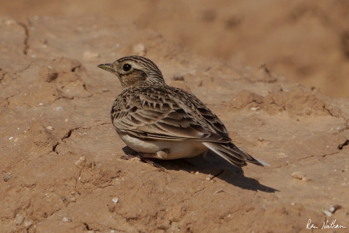 Eurasian Skylark - ML536462771