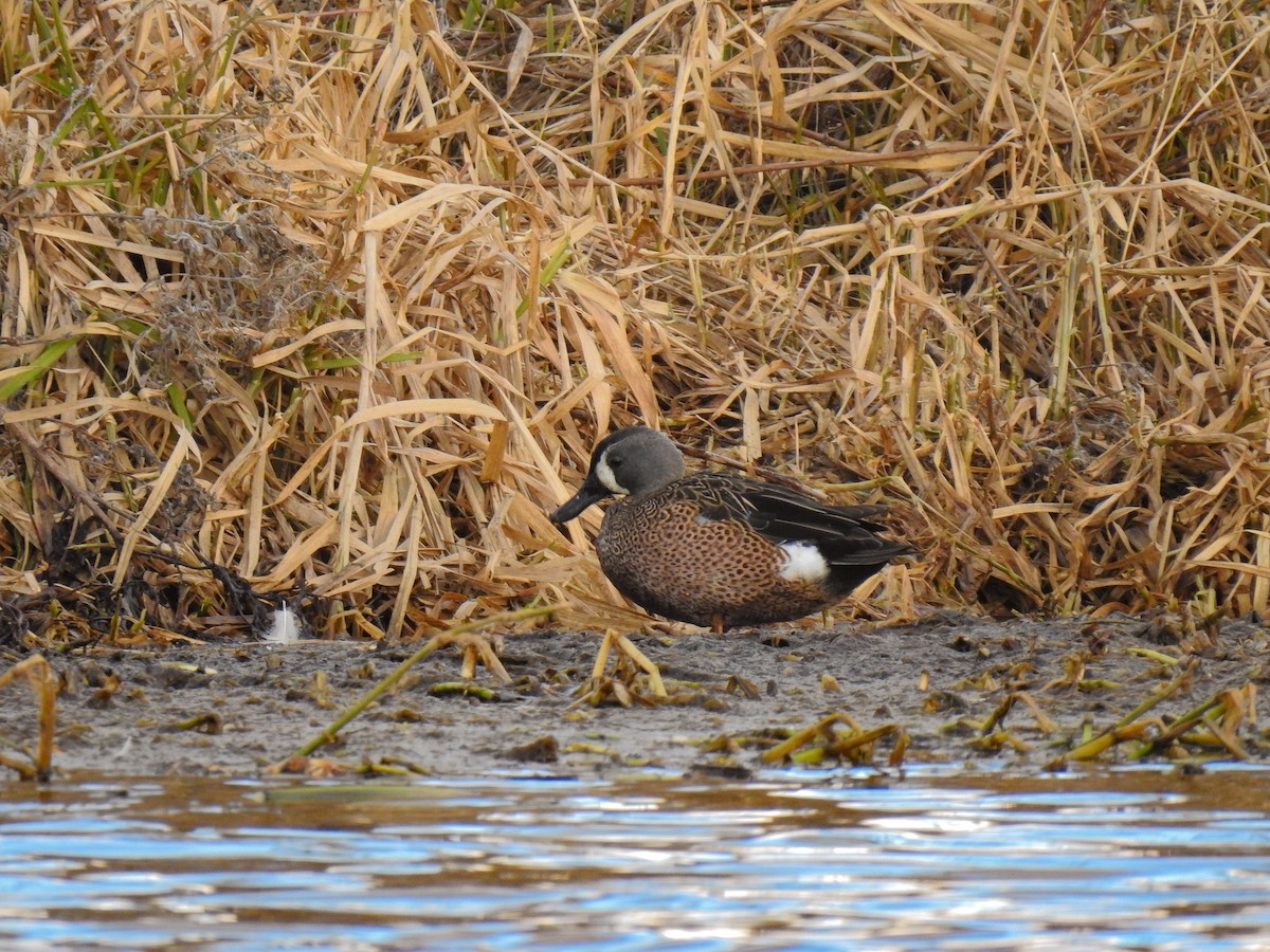 Blue-winged Teal - ML536463011