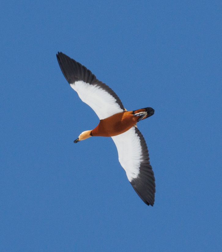 Ruddy Shelduck - ML536463171