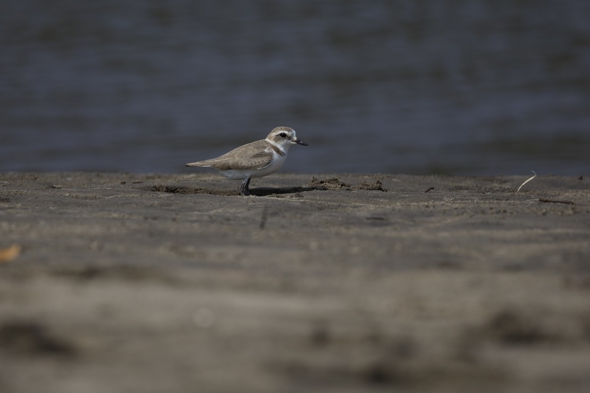 Kentish Plover - ML536463801