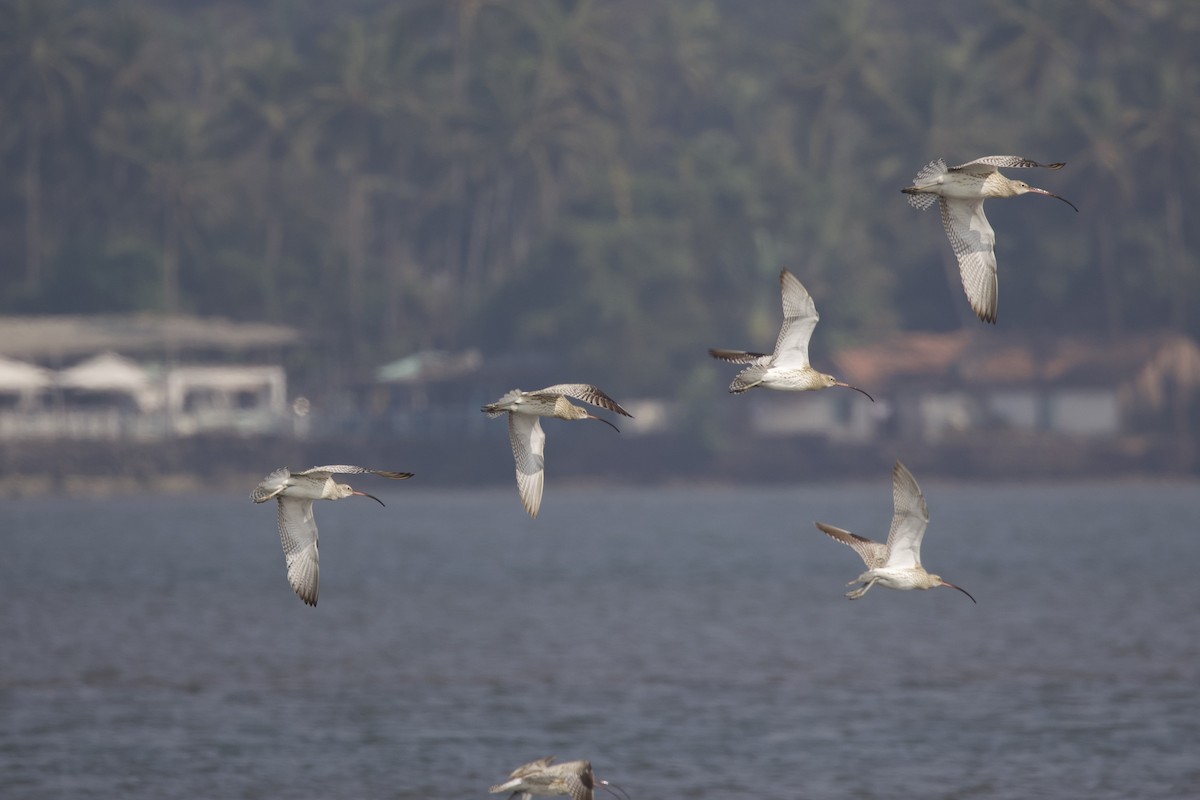 Eurasian Curlew - ML536464201