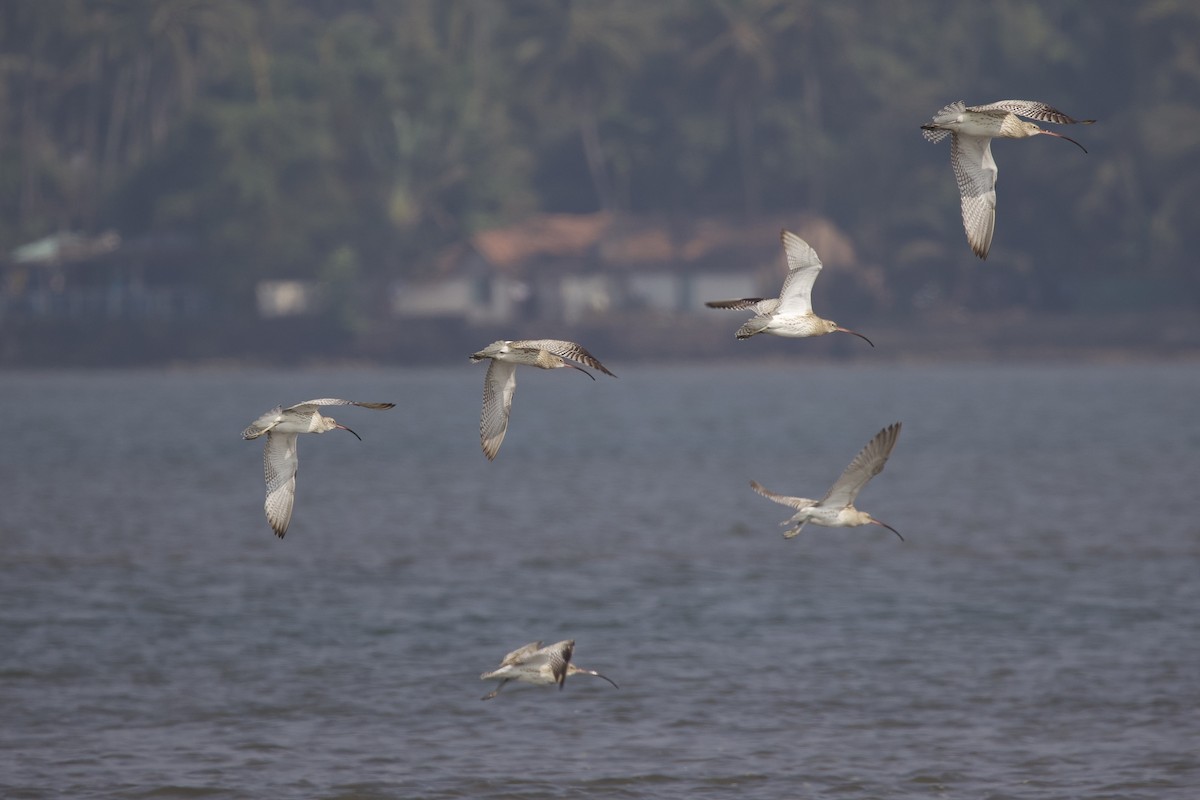 Eurasian Curlew - ML536464211