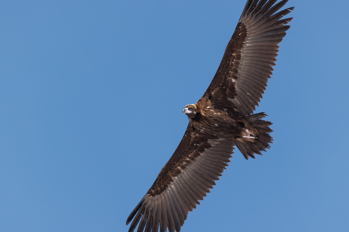Cinereous Vulture - ML536464981