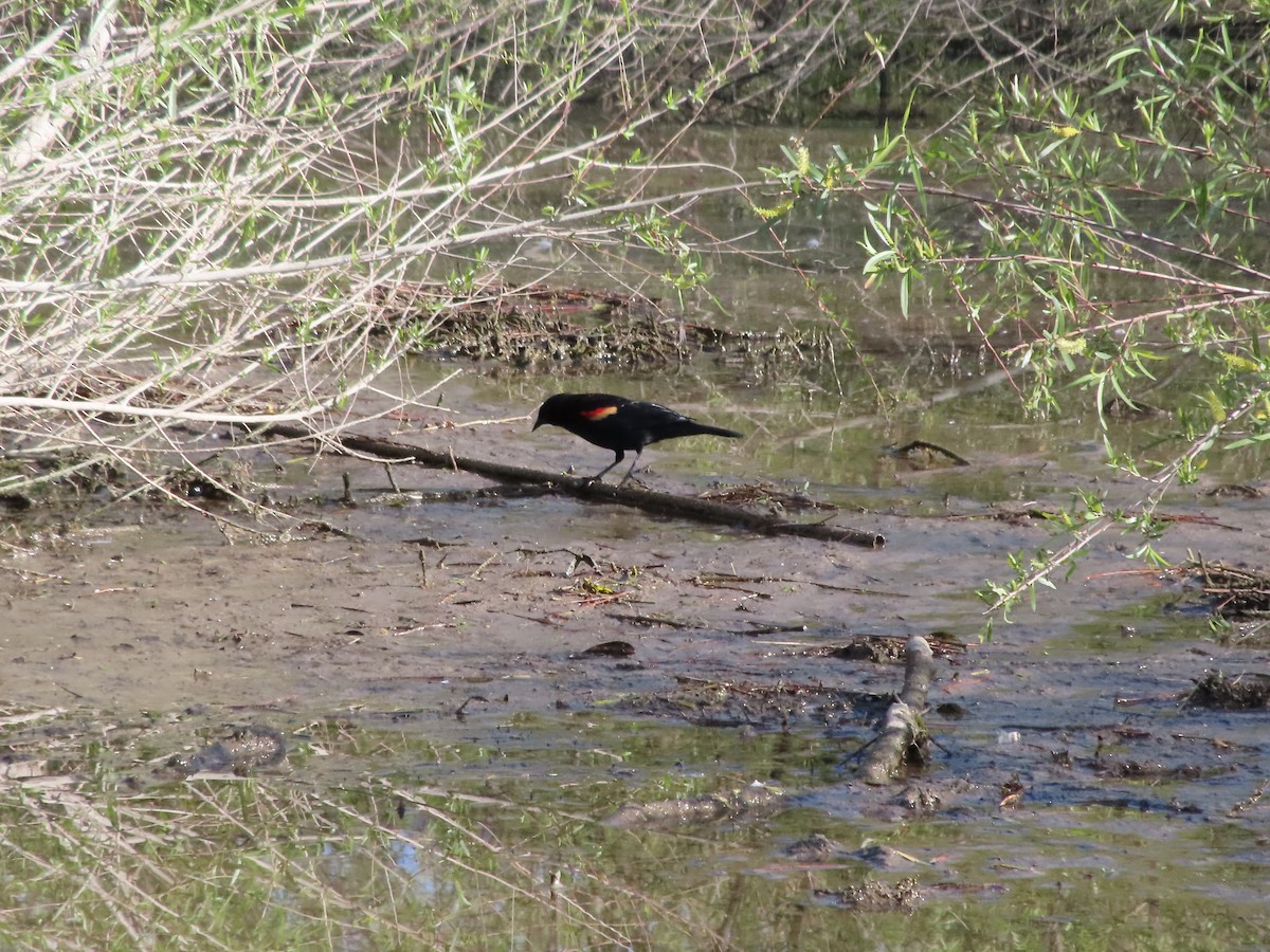 Red-winged Blackbird - Jesús Contreras