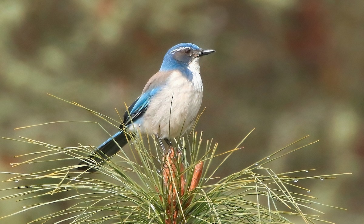 カリフォルニアカケス - ML536469291