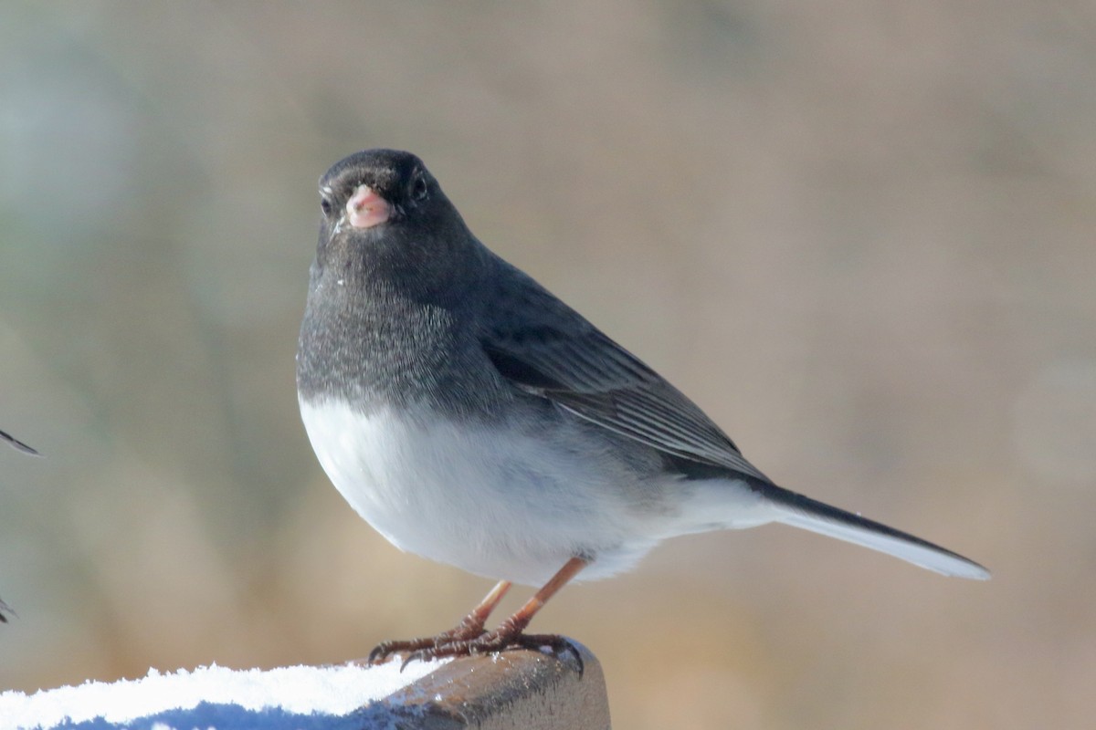Dark-eyed Junco - ML536470111