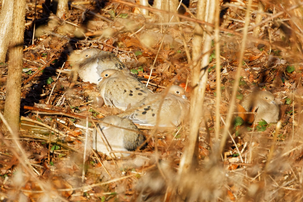 Mourning Dove - ML536470731