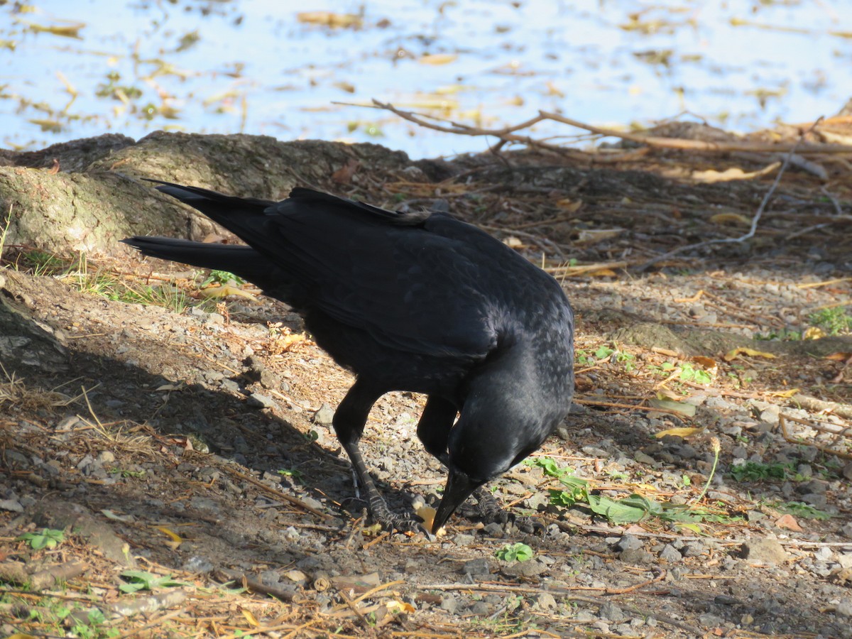 Australian Raven - Lissa Ryan