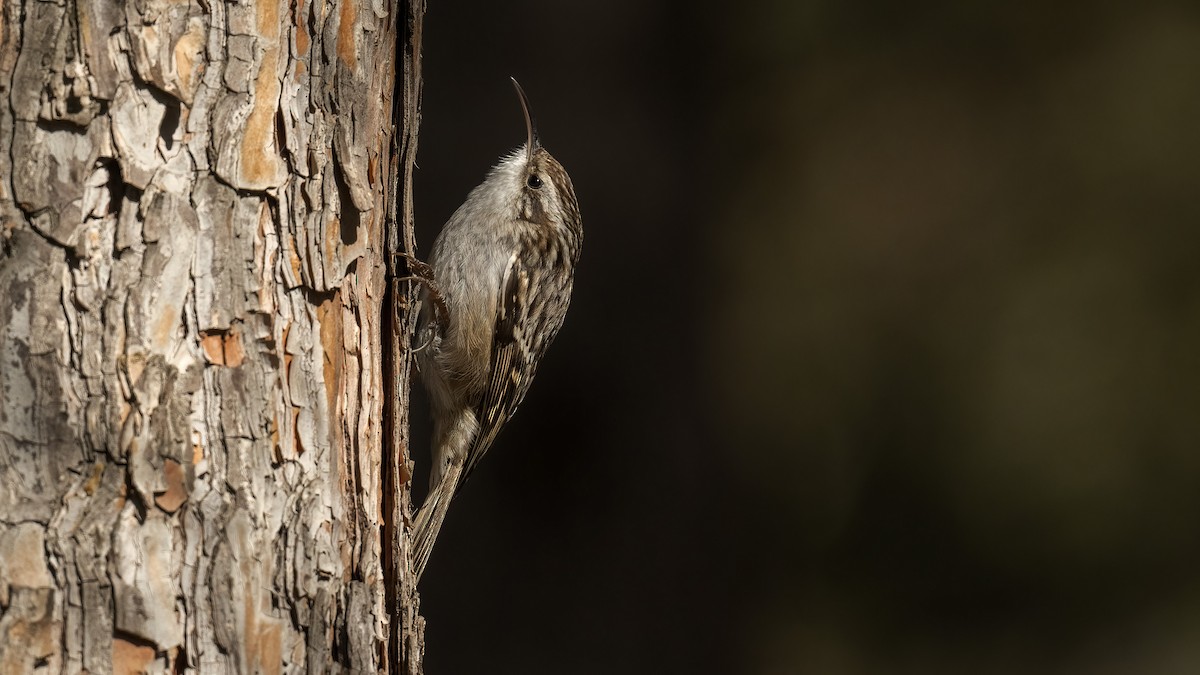 Short-toed Treecreeper - ML536471001