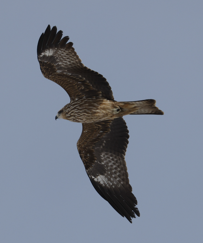 Black Kite - ML536471091