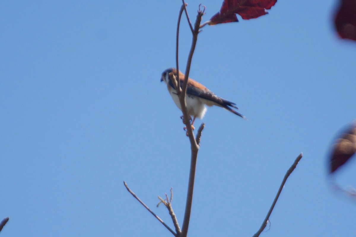 American Kestrel - ML536472061