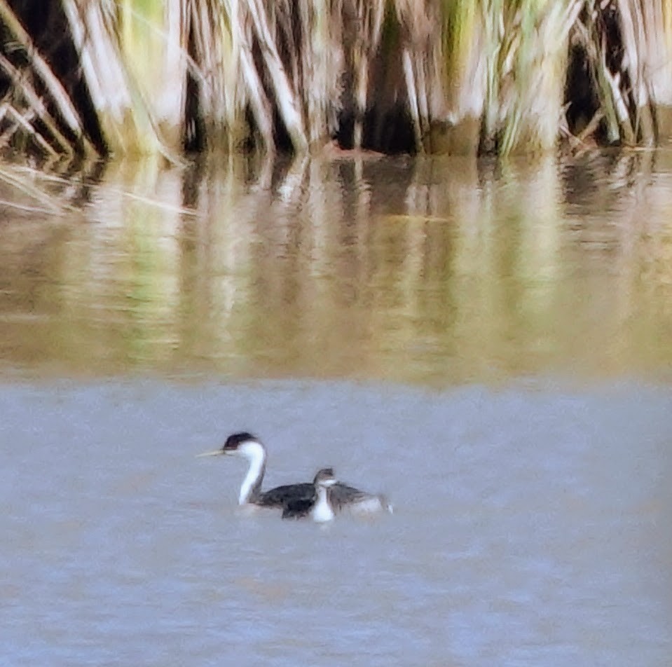 Western Grebe - ML536472941