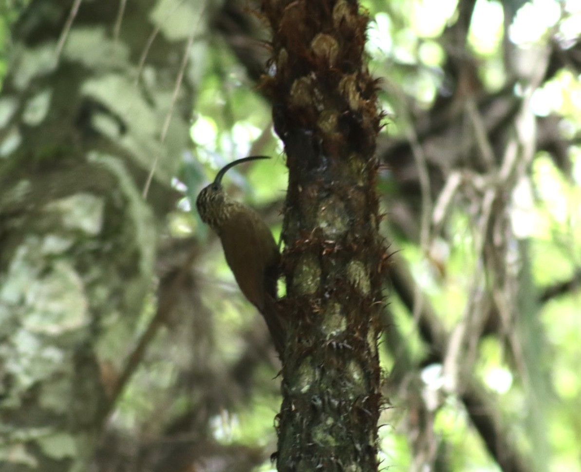 Black-billed Scythebill - ML536473281