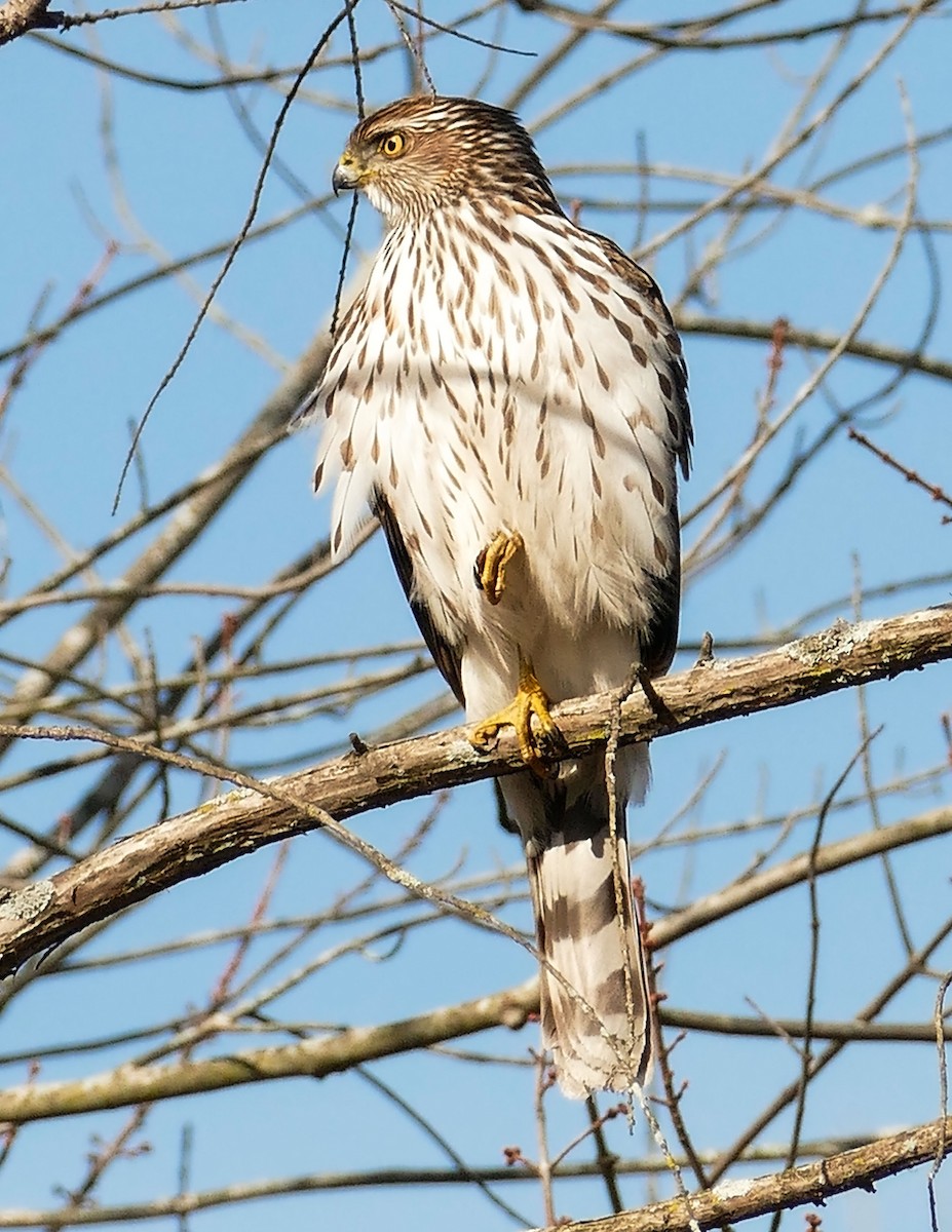 Cooper's Hawk - ML536473321