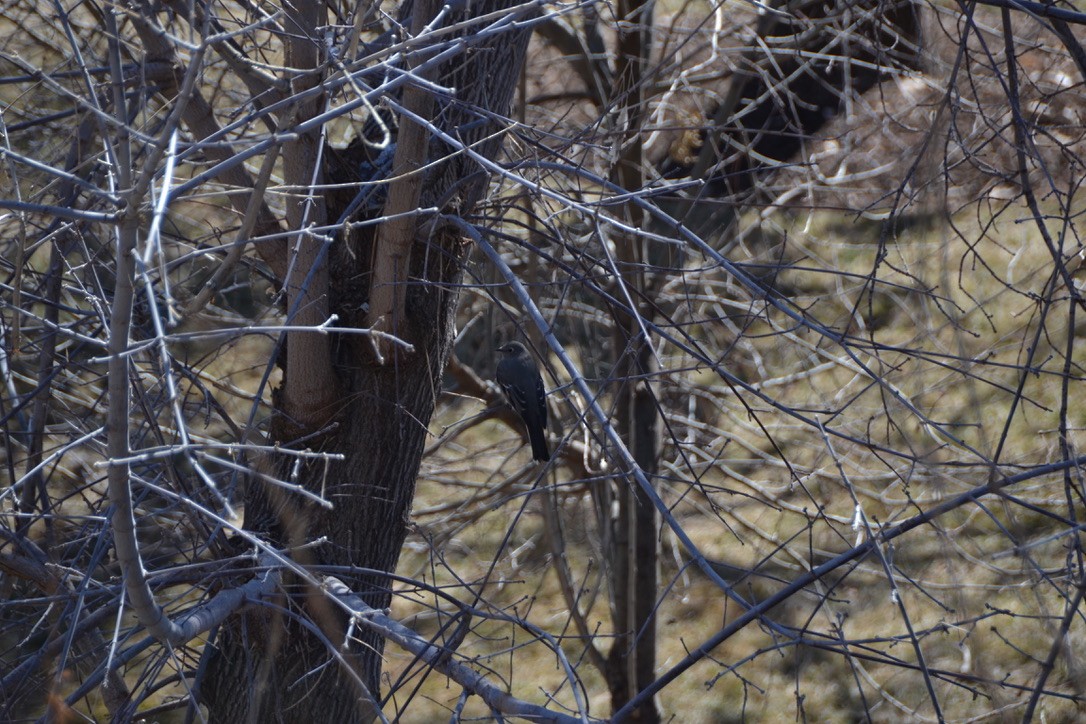 Townsend's Solitaire - Saffi Hallam