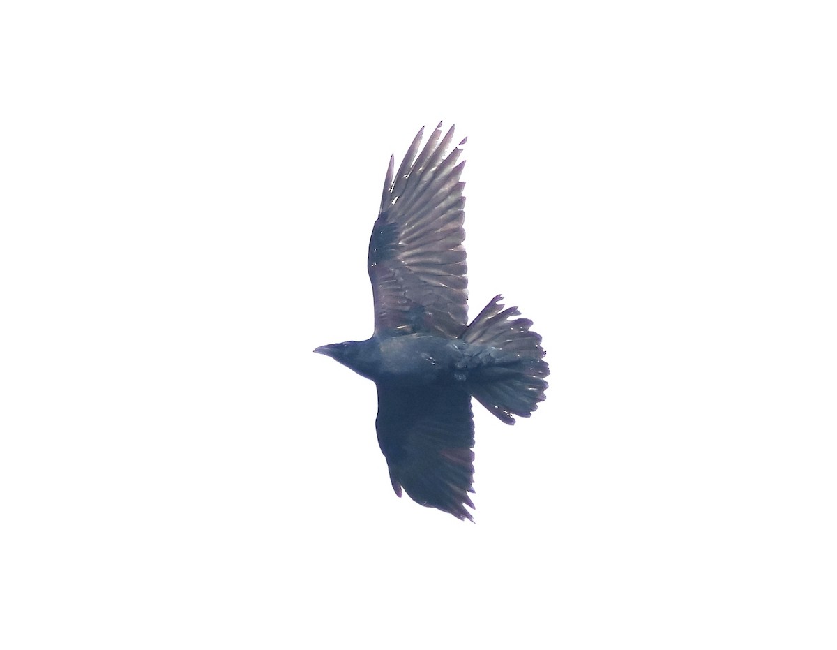 Common Raven - ML536473711