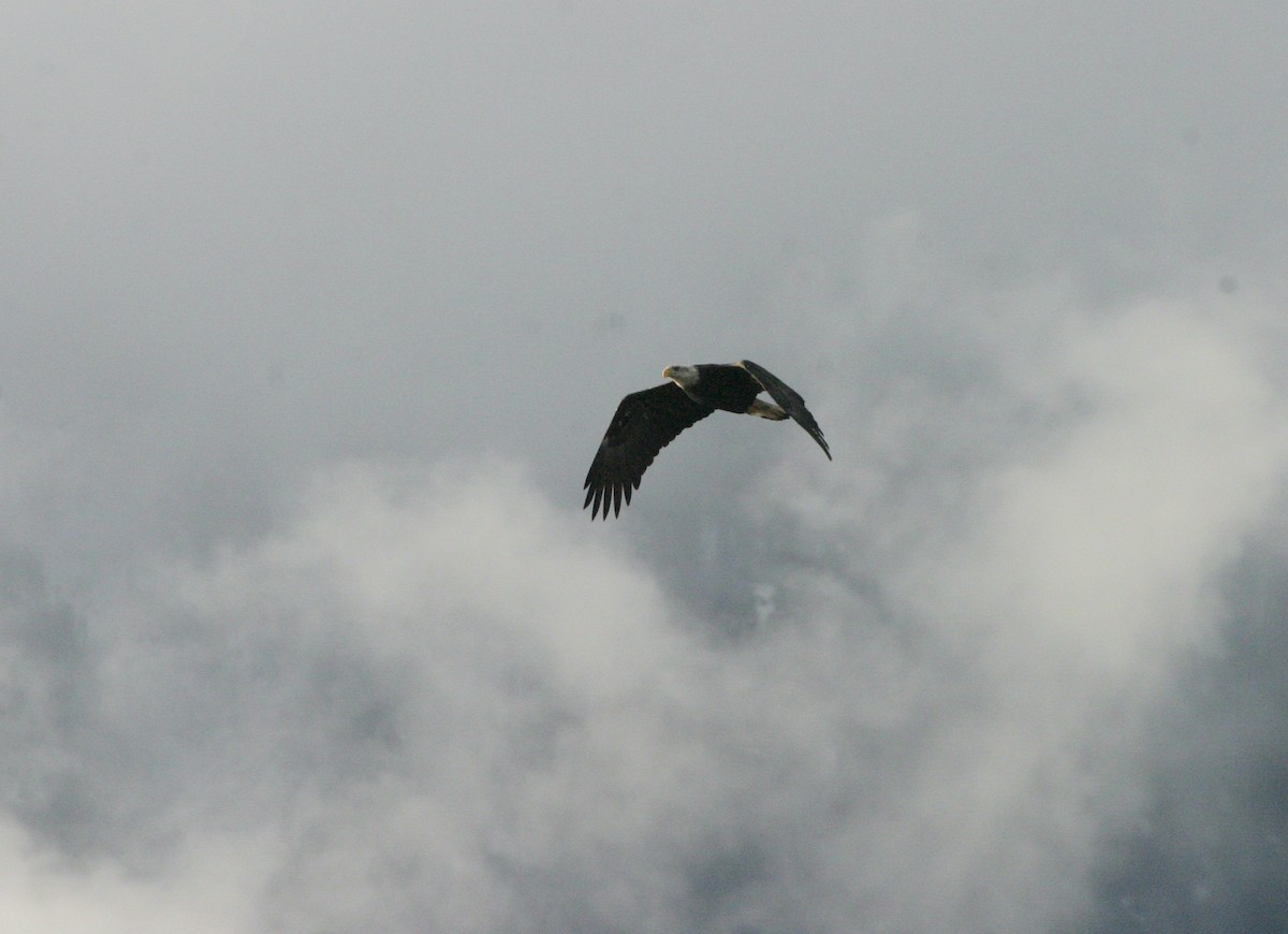 Bald Eagle - ML536474851