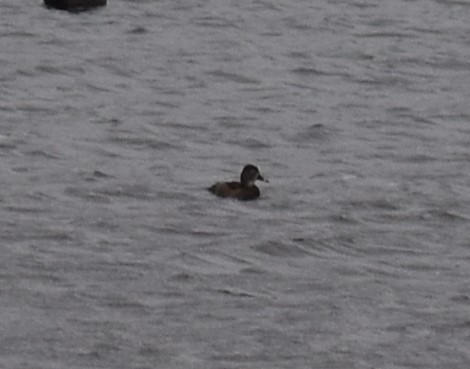 Ring-necked Duck - ML536474991