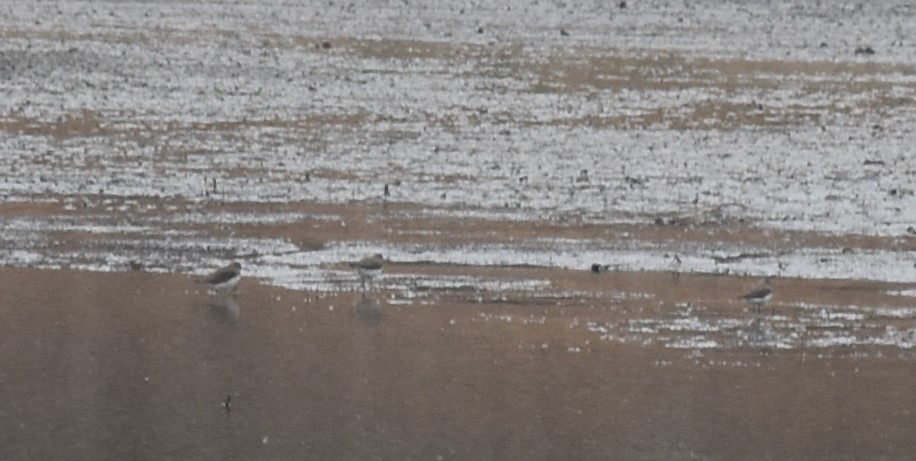 Green Sandpiper - ML536475061