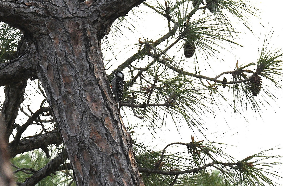 Red-cockaded Woodpecker - Chuck Weber