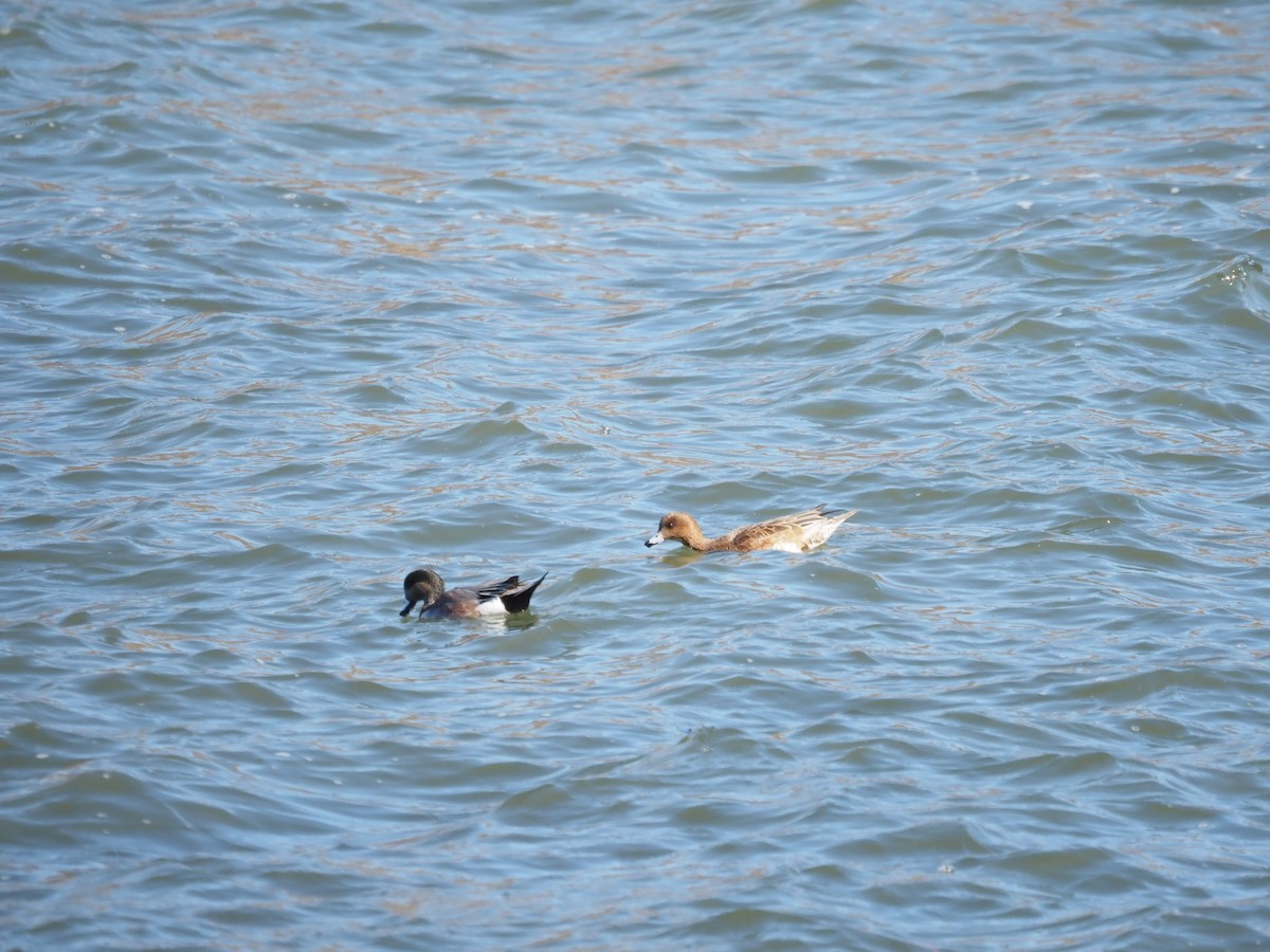 Eurasian Wigeon - ML536476011