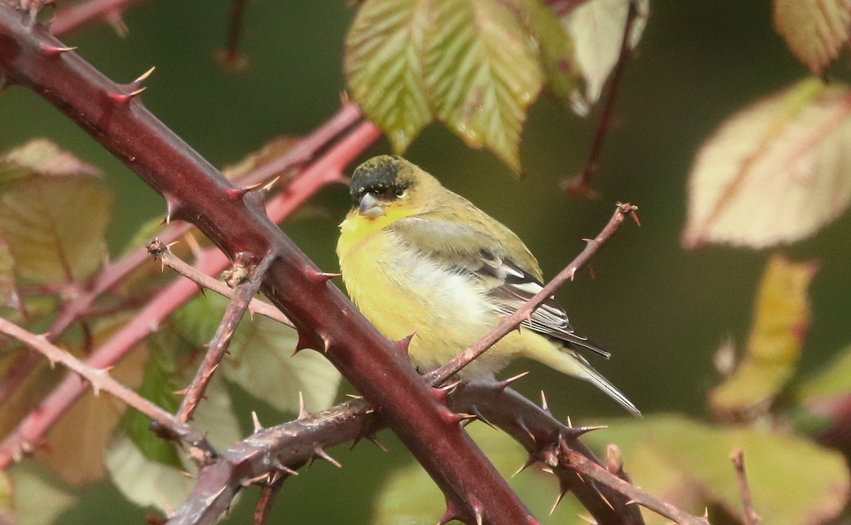 Lesser Goldfinch - ML536476151
