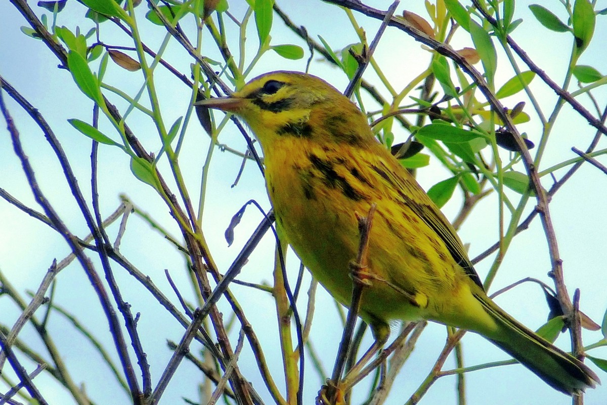 Prairie Warbler - Cuneyt Yilmaz