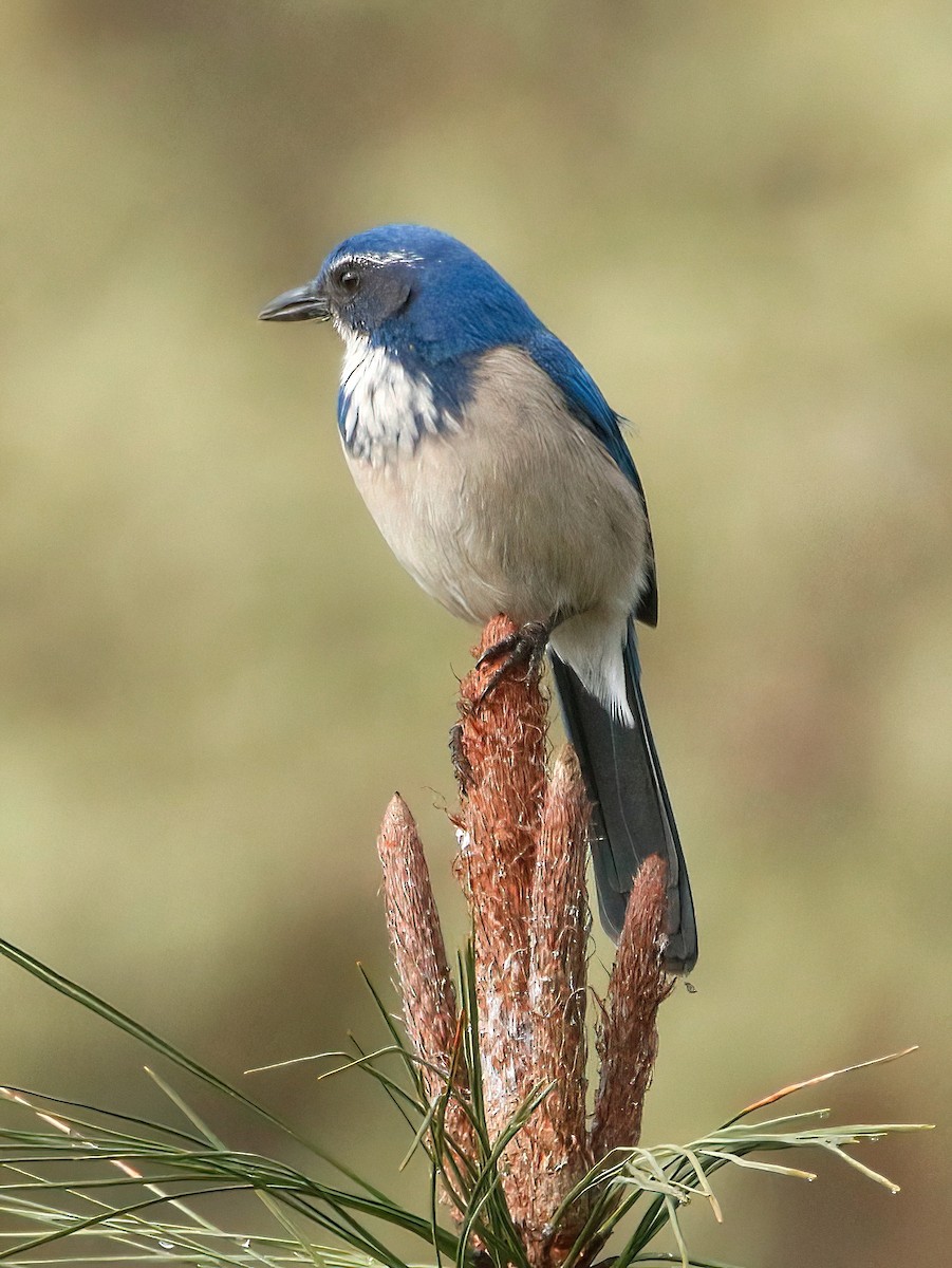 カリフォルニアカケス - ML536477791