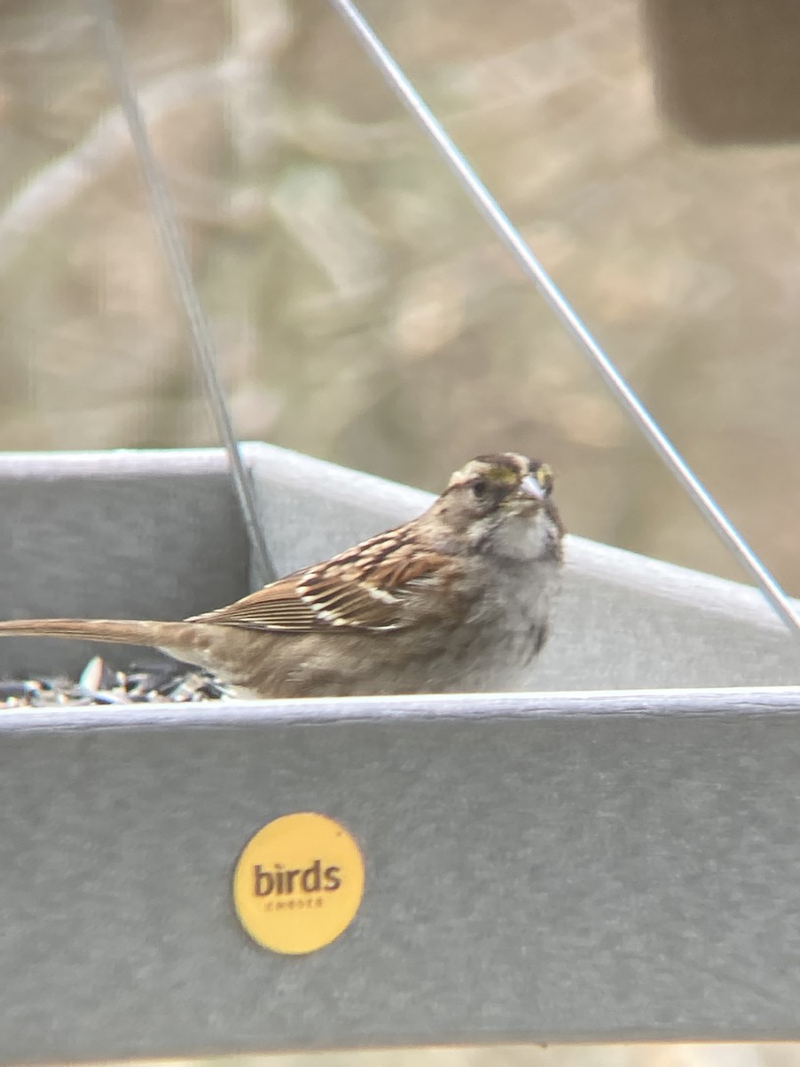 White-throated Sparrow - ML536479191