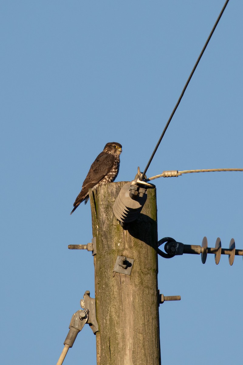Merlin - ML536479541