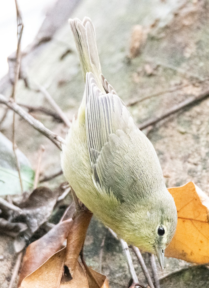 Orange-crowned Warbler - ML536479901
