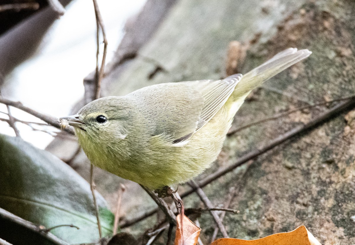 Orange-crowned Warbler - ML536479921