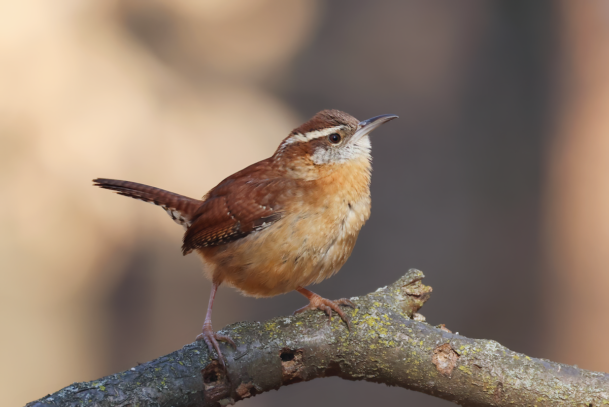 Carolina Wren (Northern) - ML536480781