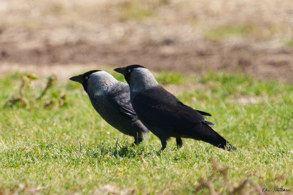 Eurasian Jackdaw - ML536485171