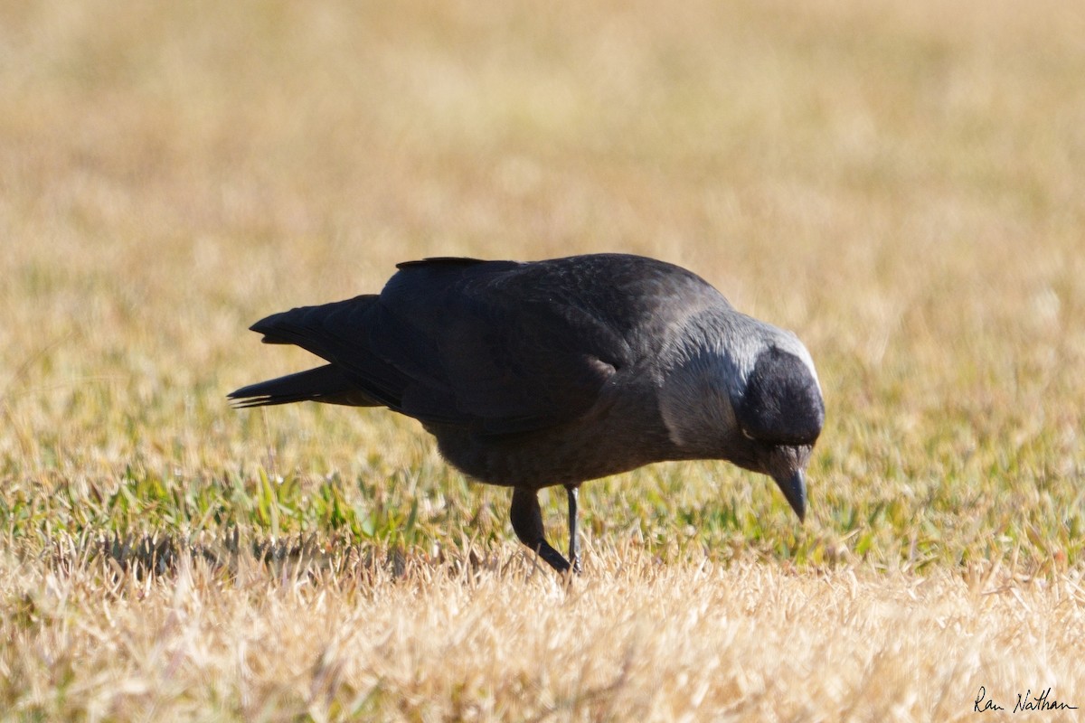 Eurasian Jackdaw - ML536485221