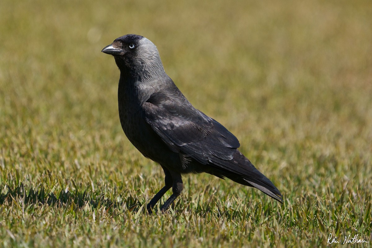 Eurasian Jackdaw - ML536485251