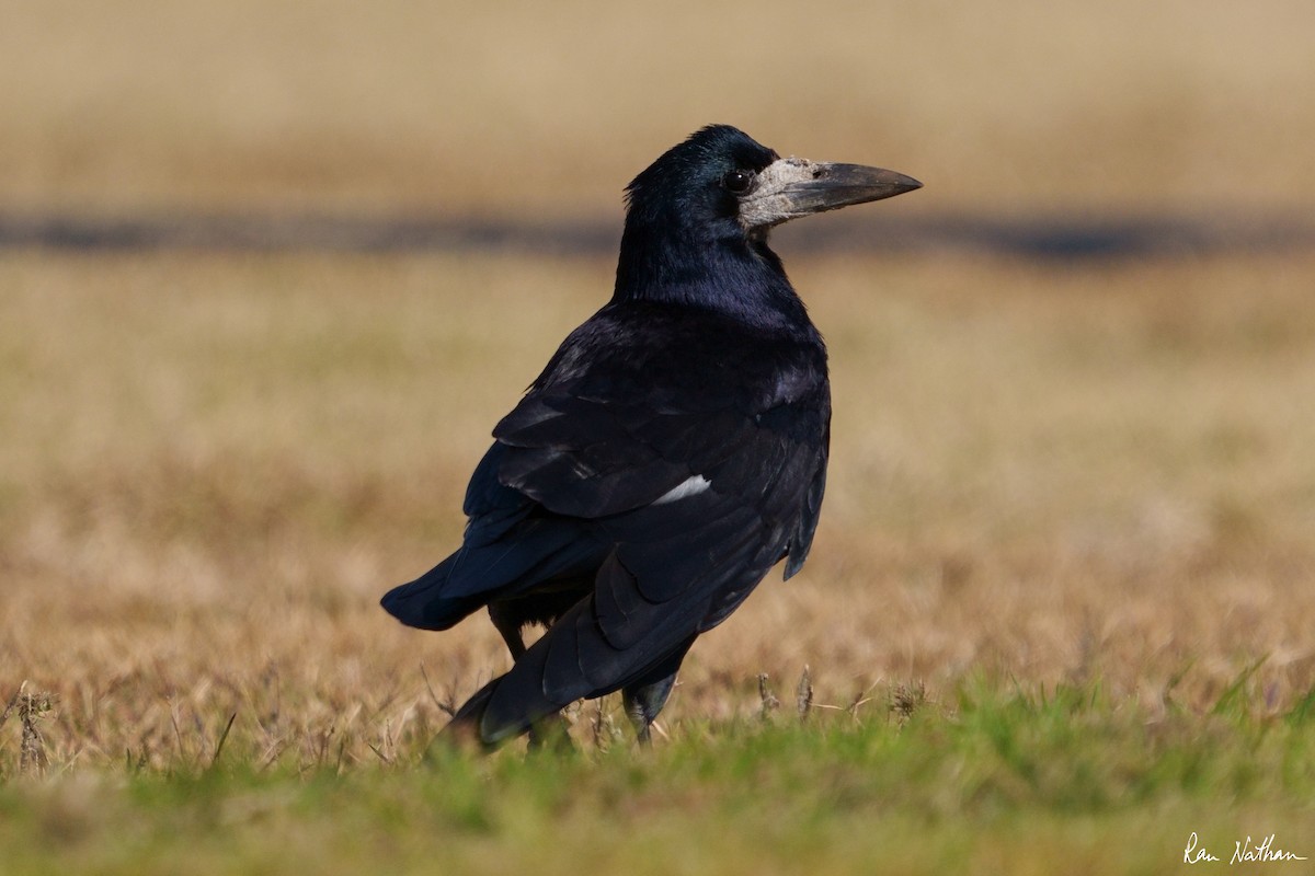 Corbeau freux - ML536485371