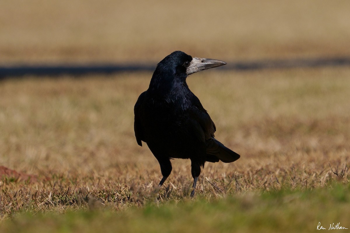 Corbeau freux - ML536485461