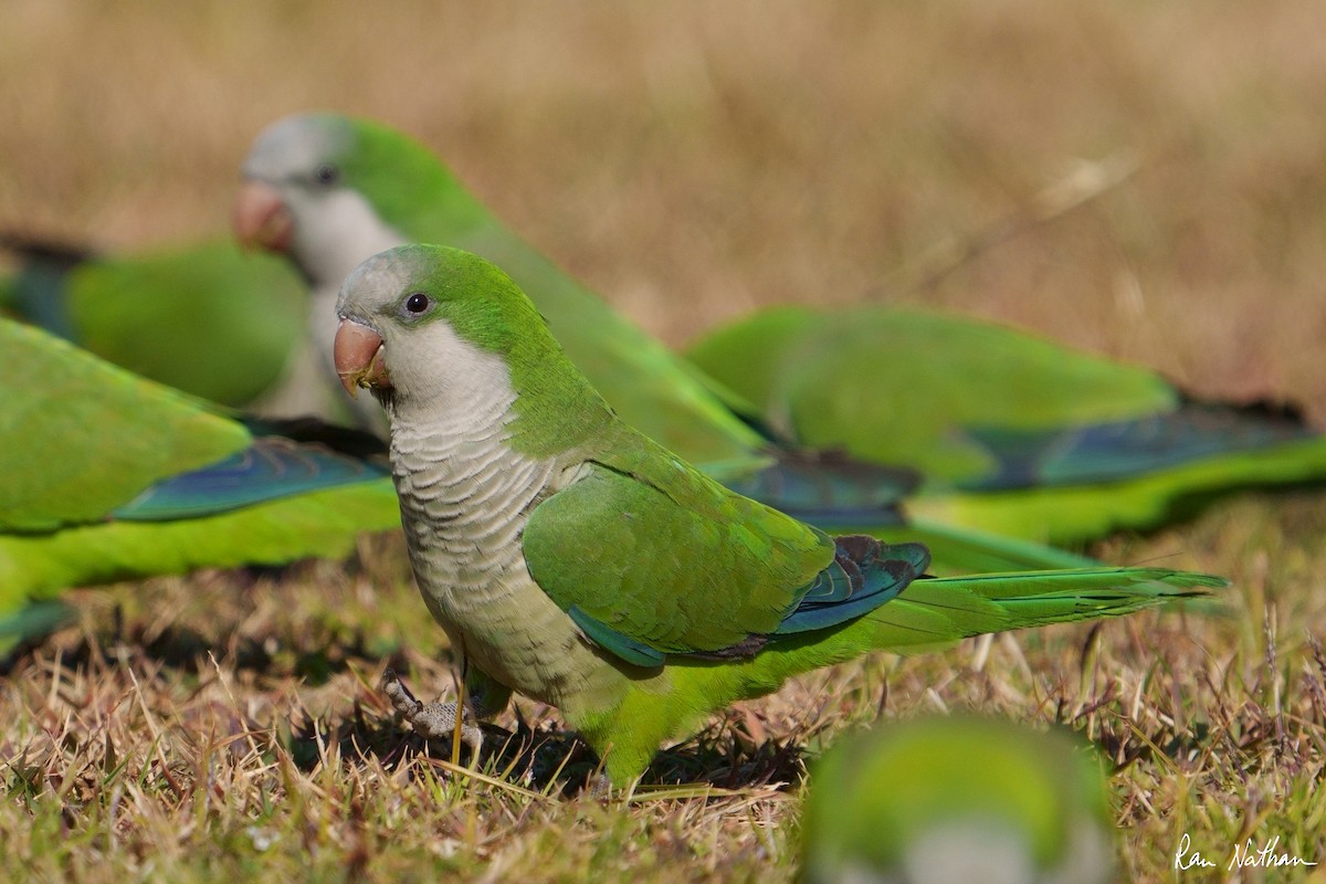 Monk Parakeet - Ran Nathan