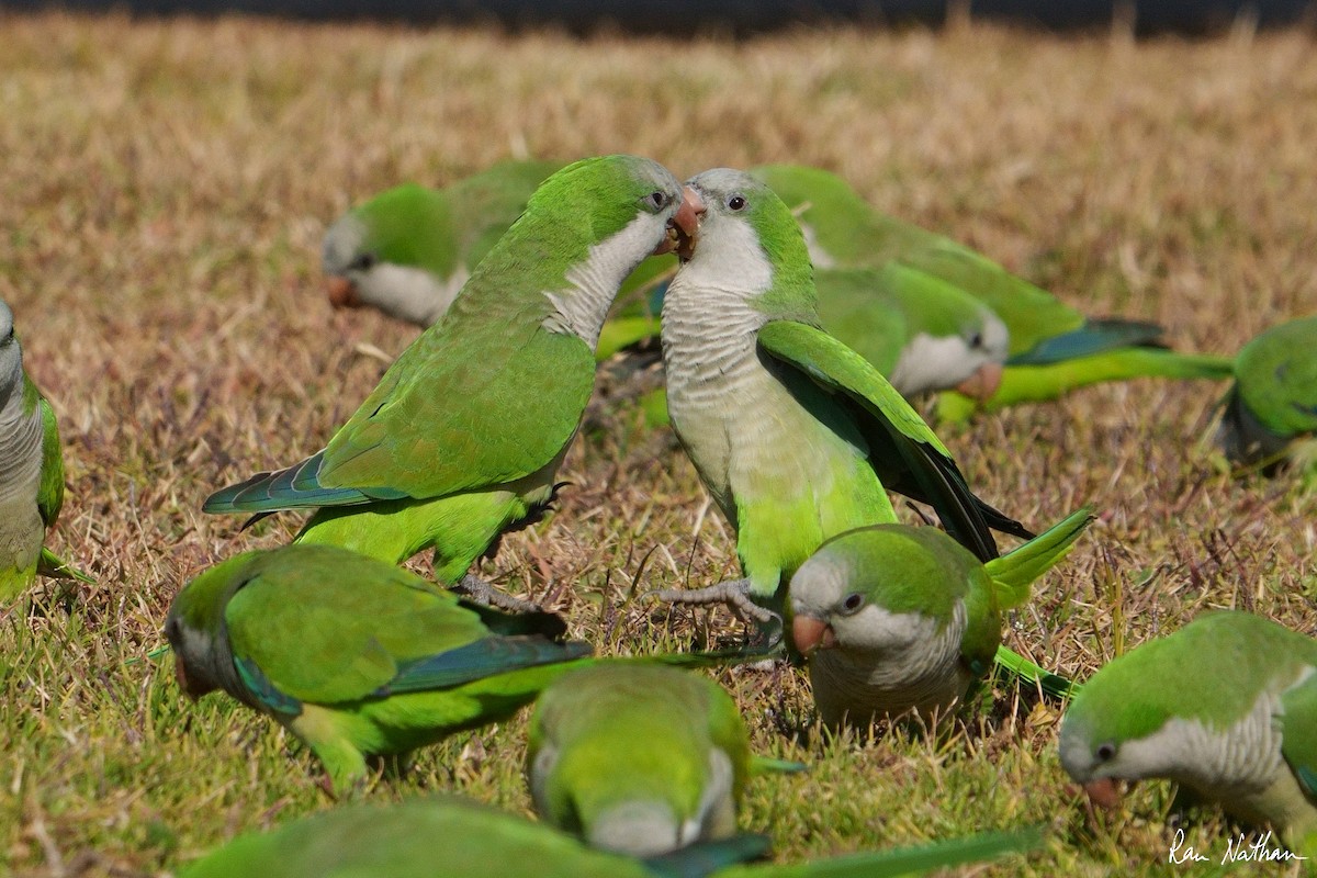 Monk Parakeet - ML536485561