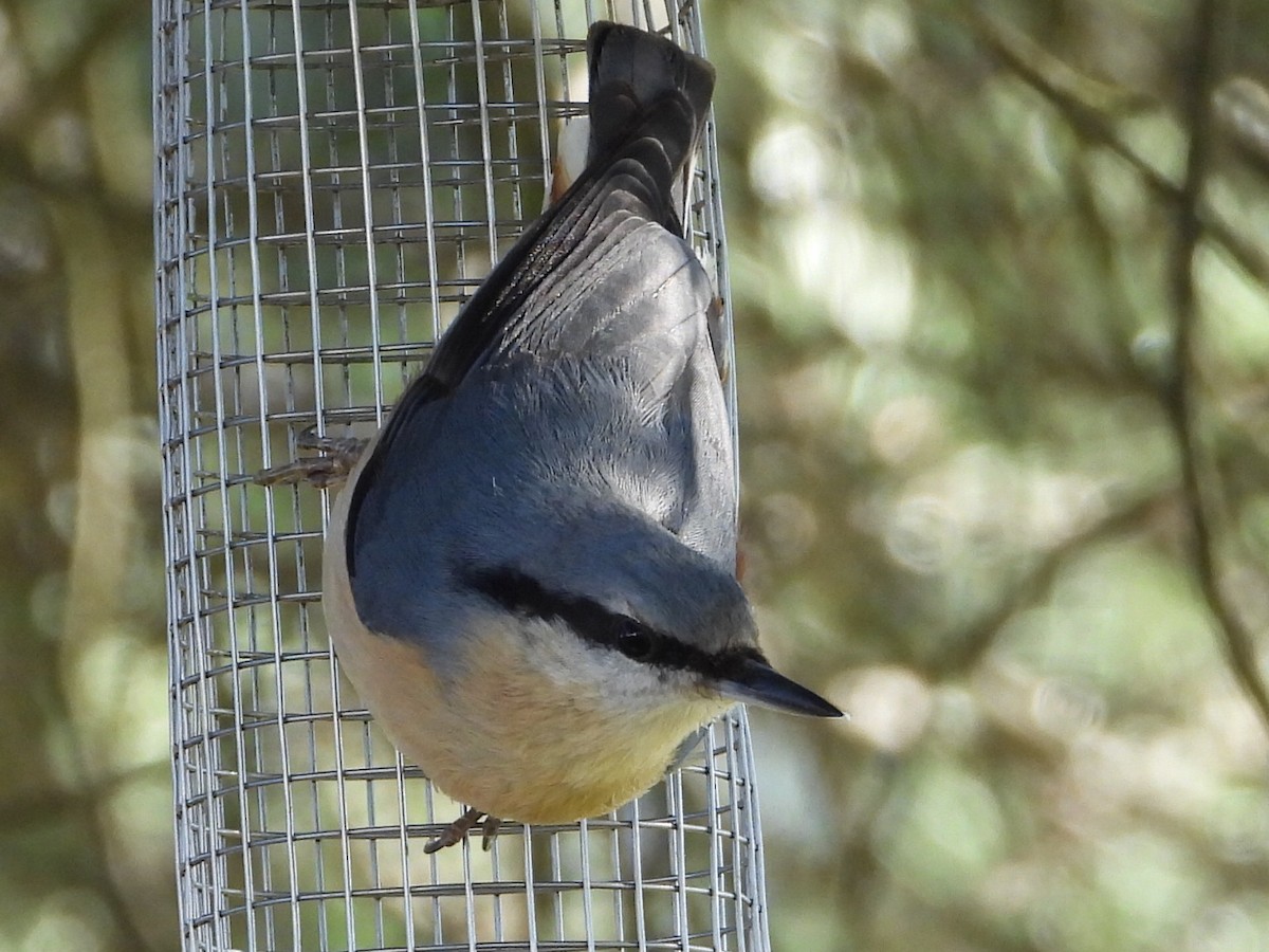 Eurasian Nuthatch - ML536485801