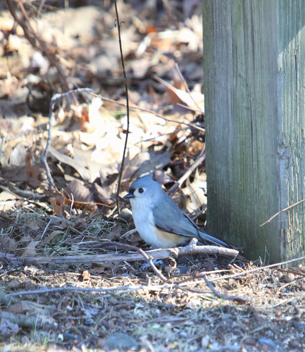 Tufted Titmouse - ML536486031