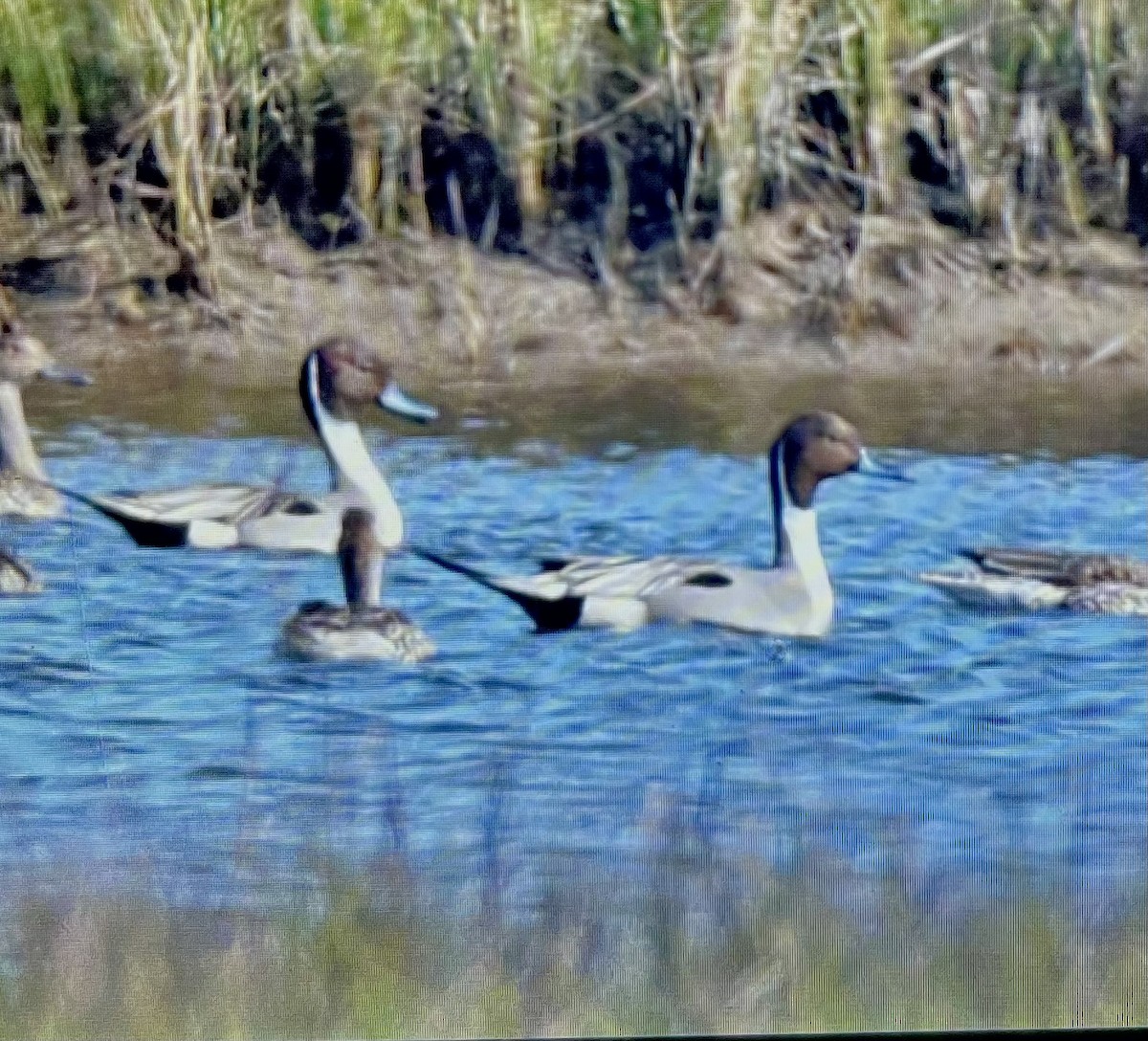 Northern Pintail - Dean Silvers