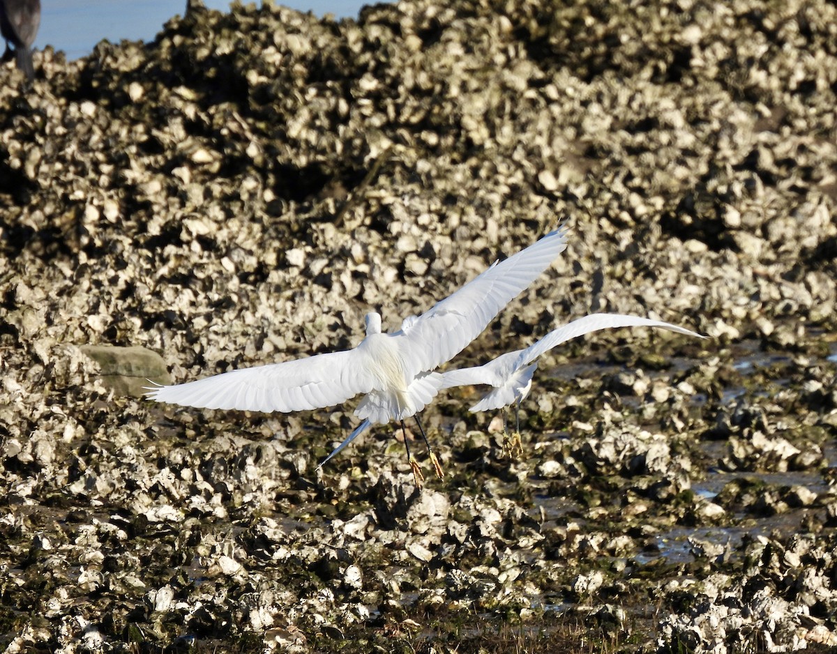 Aigrette garzette - ML536486931