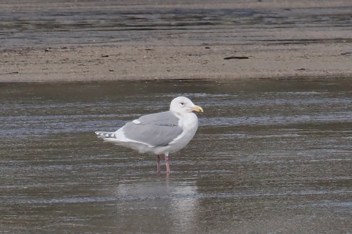 Glaucous-winged Gull - ML536490121