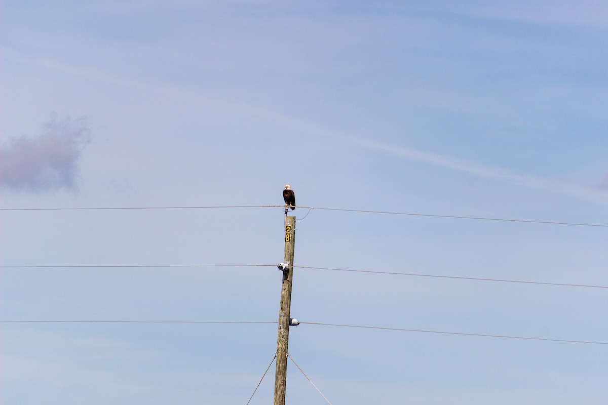 Bald Eagle - ML536493221